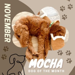 a puppy sleeping in slippers